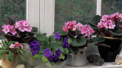 How To Grow And Care For An African Violet Bunnings New Zealand