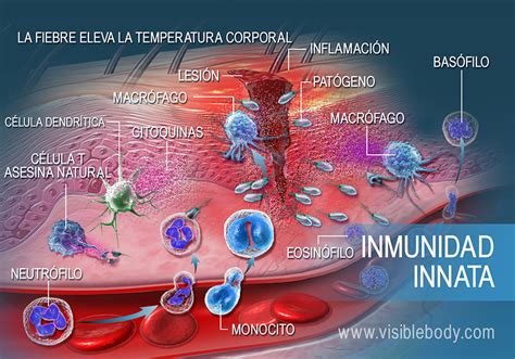 Tipos De Inmunidad