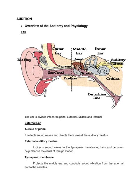 Overview Of The Anatomy And Physiology Audition Ear Vertigo