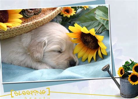 Mr Cute Dog Puppy Pup Cute Sunflower Hd Wallpaper Pxfuel