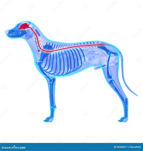 Dog Nervous System Canis Lupus Familiaris Anatomy Isolated O Stock