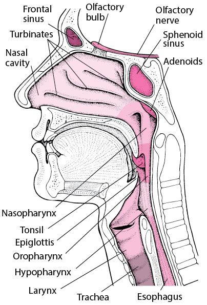 Introduction To Nose And Sinus Disorders Ear Nose And Throat