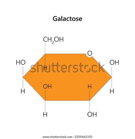 Galactose Monosaccharide Sugar That About Sweet Stock Vector Royalty