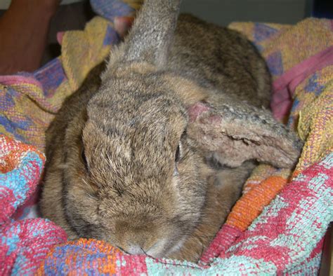 ear otitis externa psoroptes cuniculi 02 in rabbits lapis vetlexicon