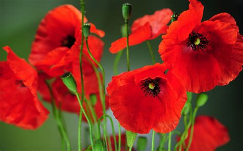 42 Wallpapers With Poppies Wallpapersafari