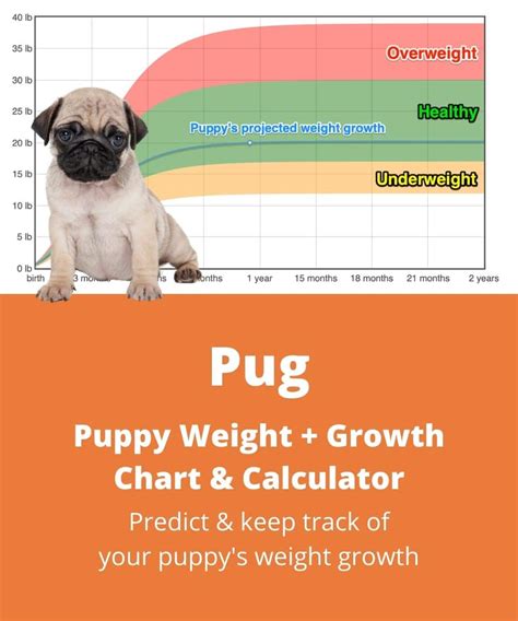 How Much Should I Feed A Pug Puppy