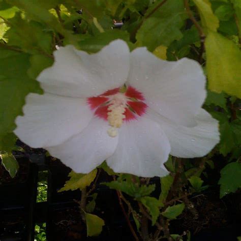 Onlineplantcenter 1 Gal Red Heart Rose Of Sharon Or Althea Shrub