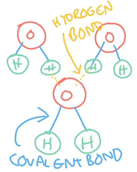 Draw A Diagram Of Water Molecules Labeling The Hydrogen Bond And Images And Photos Finder