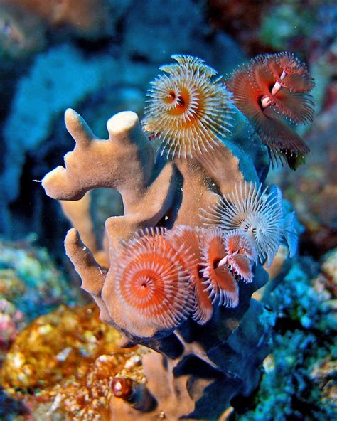 Christmas Tree Worm Christmas Tree Worm In Coral Reef Of B Flickr