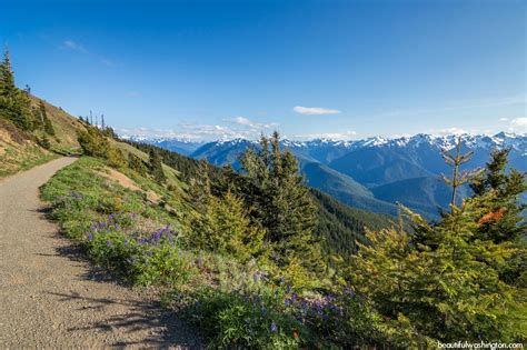 Hurricane Hill Trail Olympic National Park Wa