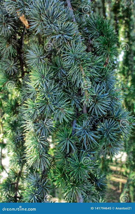 Mexican Pinyon Close Up Pinus Cembroides Pinyon Pine Long Branches
