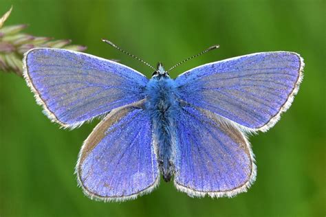 Common Blue Butterfly Identification Facts And Pictures