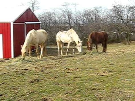 We did not find results for: How a Horse Digest their food.www.happynaturalhorse.com ...