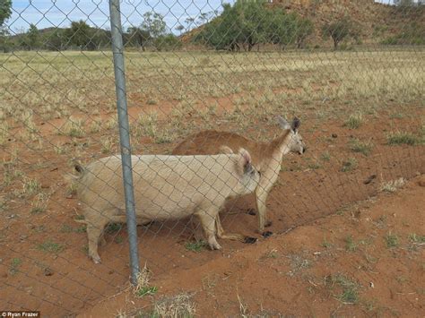 Kangaroo Photographed Having Sex With A Pig In The Northern Territory