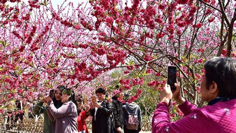 Has been added to your cart. International flower show blossoms in Shanghai - CGTN