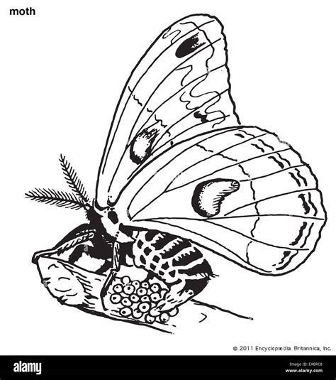 Moth Laying Eggs Stock Photo Alamy