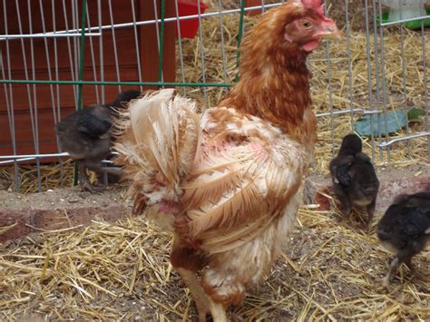 Featherless Hens And Food Backyard Chickens Learn How To Raise Chickens