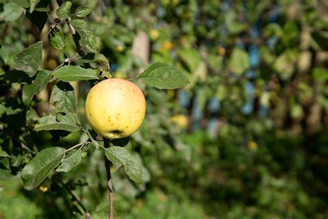 Images Gratuites Pomme Arbre La Nature Branche Fruit Feuille