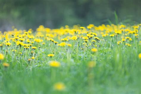 Meadow With Yellow Blooming Dandelions Stock Image Image Of Plant