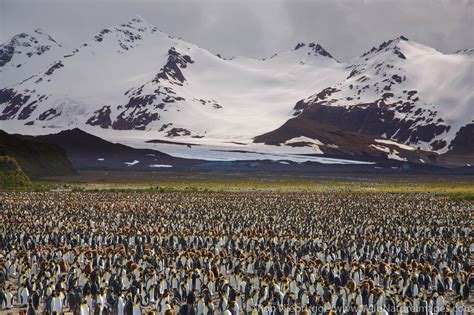 Salisbury Plain Antarctica Photos By Ron Niebrugge