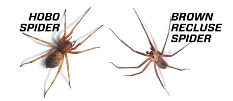 Whats The Difference Between Hobo Spiders And Brown Recluse Spiders