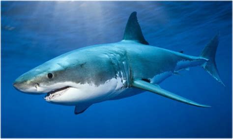 Great White Shark Facts Pictures Information Characteristics