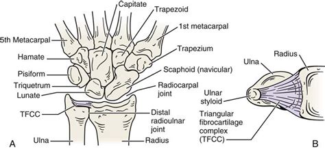 Forearm Wrist And Hand Musculoskeletal Key