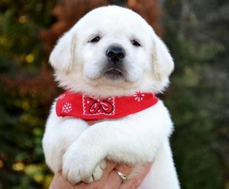 If you are interested in a puppy from bird crazy gun dogs please feel free to call to discuss planned breedings. AKC White Labrador ( LAB ) Puppies for Sale in Bevent ...