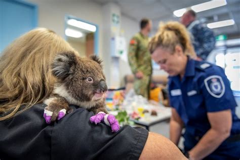 In Pictures Evacuating Mallacootas Koalas Australian Geographic