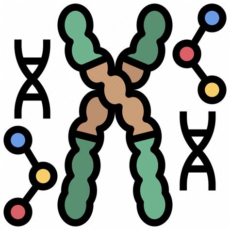 Biological Chromosome Chromosomes Dna Genetics Sciences
