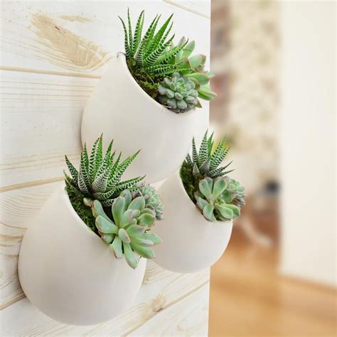 Three White Vases With Green Plants In Them On A Wooden Wall Mounted