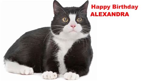 Alexandra Cats Gatos Happy Birthday Youtube