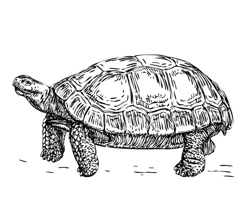 Tortoise Illustration Clipart Free Stock Photo Public Domain Pictures
