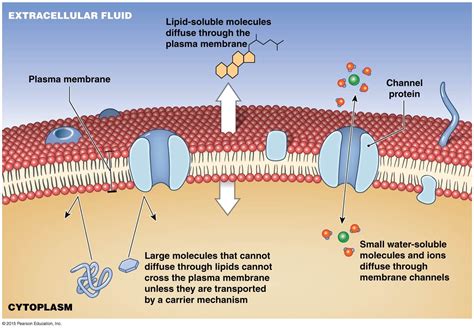 Transport Across The Cell Membrane Answers