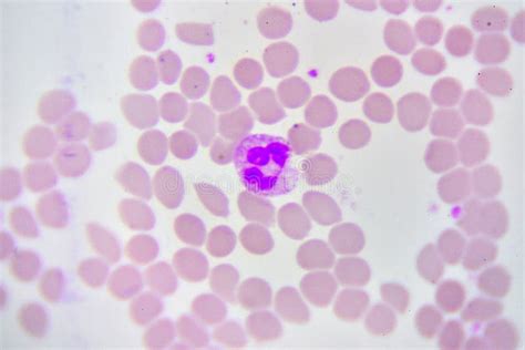 Neutrophil Cell Stock Photo Image Of Erythrocyte Basophil 92593964