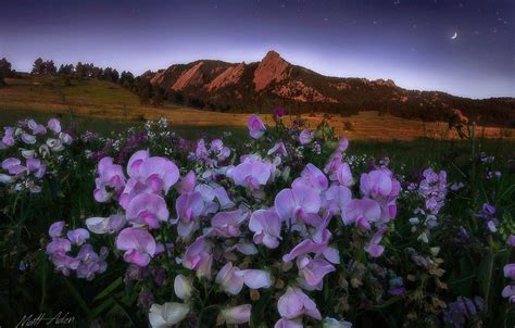 Wallpaper Landscape Flowers Mountains Nature Dawn Morning Meadow