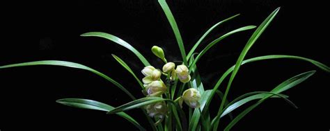 I have a christmas cactus that a friend gave me in 2005. Orchid Varieties Suitable for Cultivation in North China ...