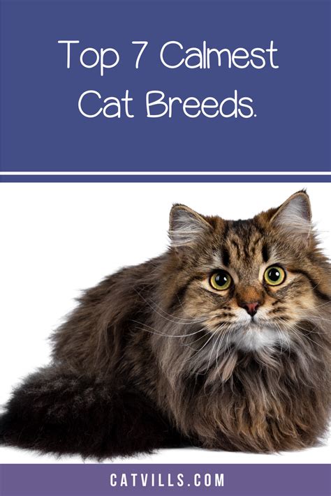 Top 7 Calmest Cat Breeds Calming Cat Cat Breeds Most Popular Cat Breeds