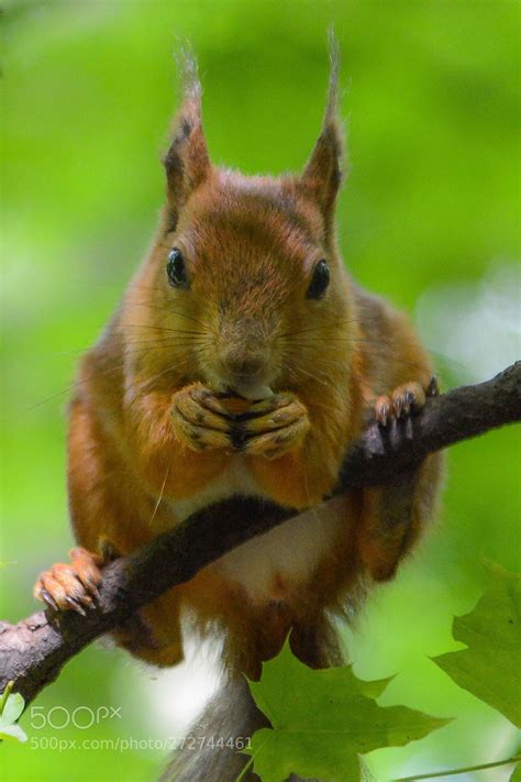 Cute Squirrel By Ivanfotograf Squirrel Cute Animals Cute Squirrel