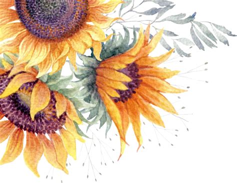 Sunflower Watercolor Painting Watercolor Flower Background Watercolor