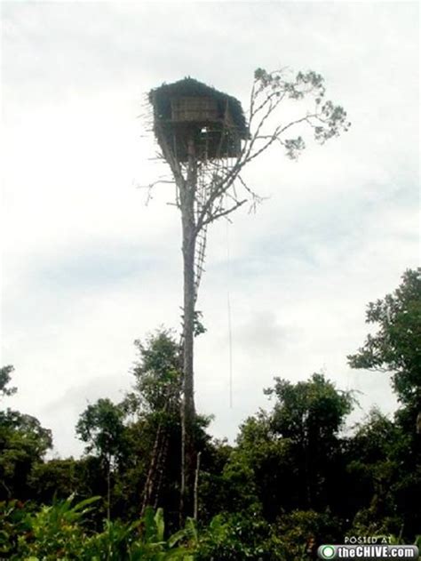 Ten Amazing Tree Houses | GadgetKing.com