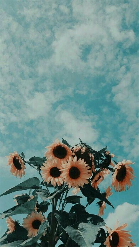 The new joanna charlotte sakura wallpaper collection. #aesthetic aesthetic sunflower #sunflower #skies #teal ...