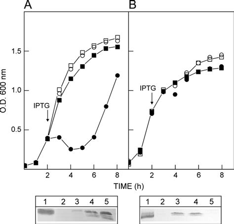 Growth Curves Of E Coli Bl21de3plyss Control And Be Expressing