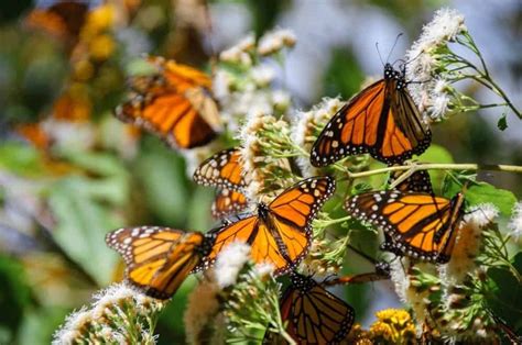 10 Incredible Monarch Butterfly Facts Unianimal