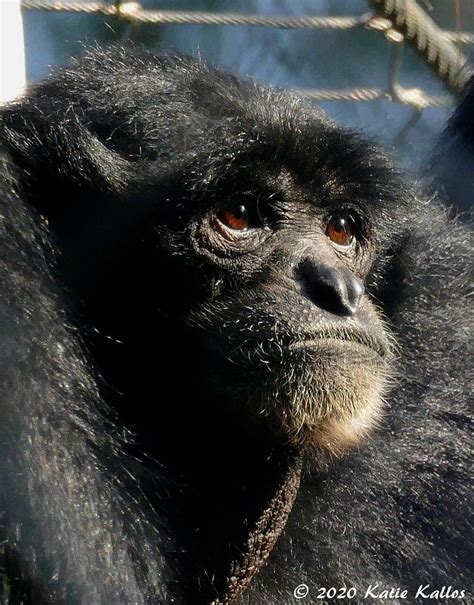 2020 01 28 Portrait Of A Mother Siamang Gibbons Chaffe Flickr