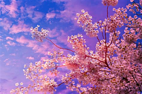Cherry Blossom Tree 4k 5k Hd Nature 4k Wallpapers Images Backgrounds Photos And Pictures
