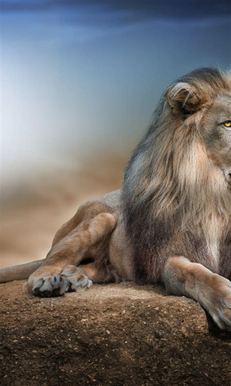 Majestic Lion Animal Wallpaper 760 480x800 Wallpaper Hd Wallpaper