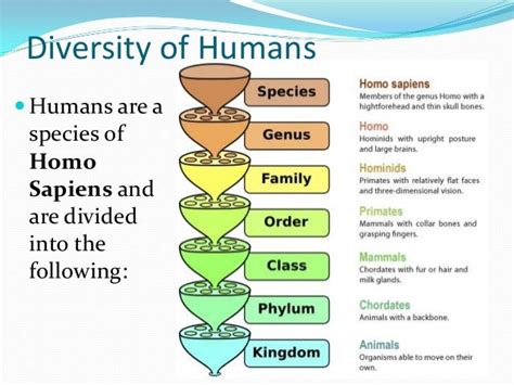 Homo Sapiens Taxonomic Classification Homo Sapiens Scientific Term