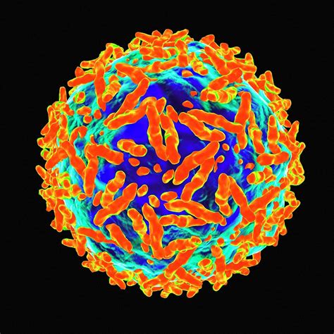 Adeno Associated Virus Photograph By Mehau Kulyk Pixels