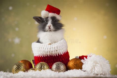 Little Bunnyfunny Rabbit On Christmas Background Stock Photo Image